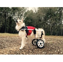 Kart para Cão